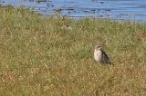 20221016_Oostelijke Gele Kwikstaart_05_Texel